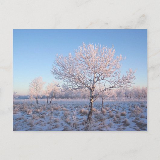Carte Postale Les arbres neigeux (Devant)