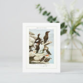 Carte Postale Les Auks (Debout devant)