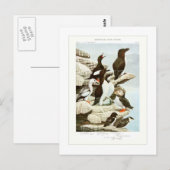 Carte Postale Les Auks (Devant / Derrière)