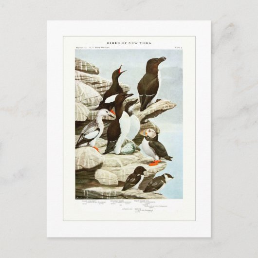 Carte Postale Les Auks (Devant)
