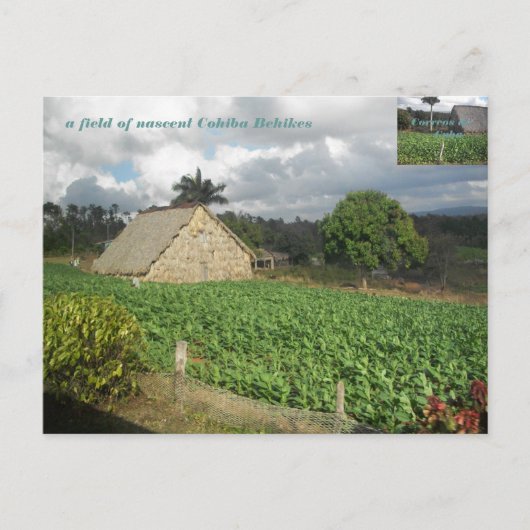 Carte Postale Les bahikes de Cohiba ? (Devant)