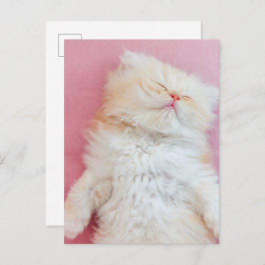 Carte Postale Les bébés animaux les plus mignons | Adorable chat (Devant / Derrière)