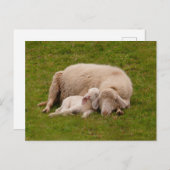 Carte Postale Les bébés animaux les plus mignons | Agneau endorm (Devant / Derrière)