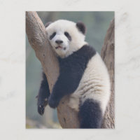 Les bébés animaux les plus mignons | Bébé ours pan