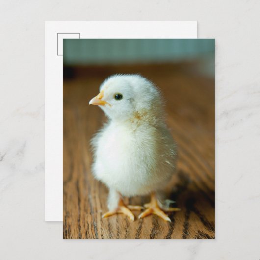 Carte Postale Les bébés animaux les plus mignons | Bébé poussin (Devant / Derrière)