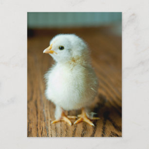 Carte Postale Les bébés animaux les plus mignons   Bébé poussin