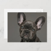 Carte Postale Les bébés animaux les plus mignons | Bouledogue Fr (Devant / Derrière)