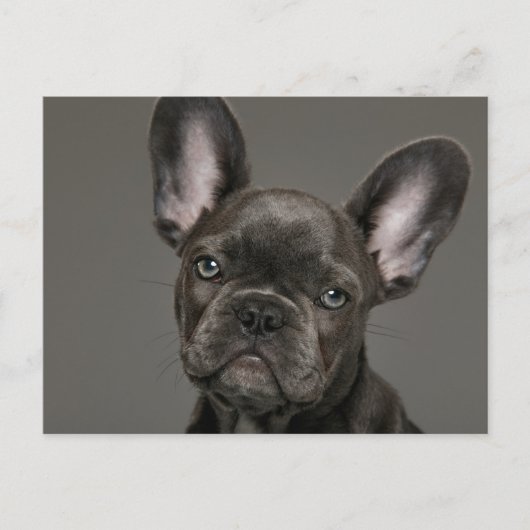 Carte Postale Les bébés animaux les plus mignons | Bouledogue Fr (Devant)