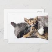 Carte Postale Les bébés animaux les plus mignons | Câlin de chat (Devant / Derrière)