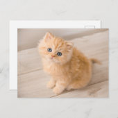 Carte Postale Les bébés animaux les plus mignons | Chat British  (Devant / Derrière)
