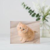 Carte Postale Les bébés animaux les plus mignons | Chat British  (Debout devant)