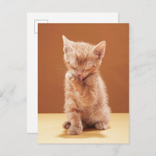 Carte Postale Les bébés animaux les plus mignons | Chaton écaill (Devant / Derrière)