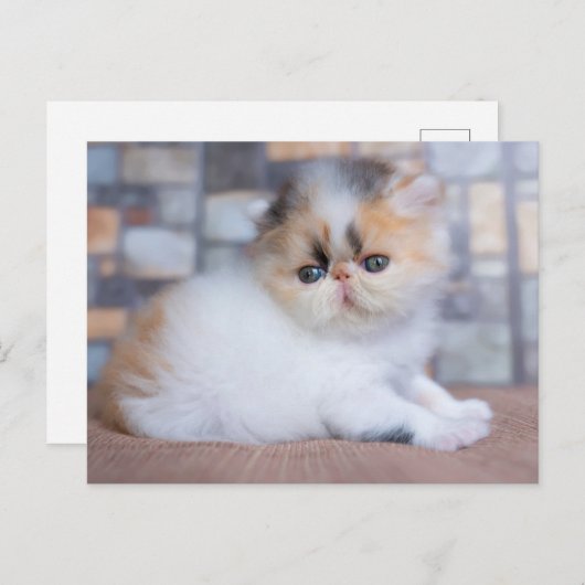 Carte Postale Les bébés animaux les plus mignons | Chaton Persan (Devant / Derrière)