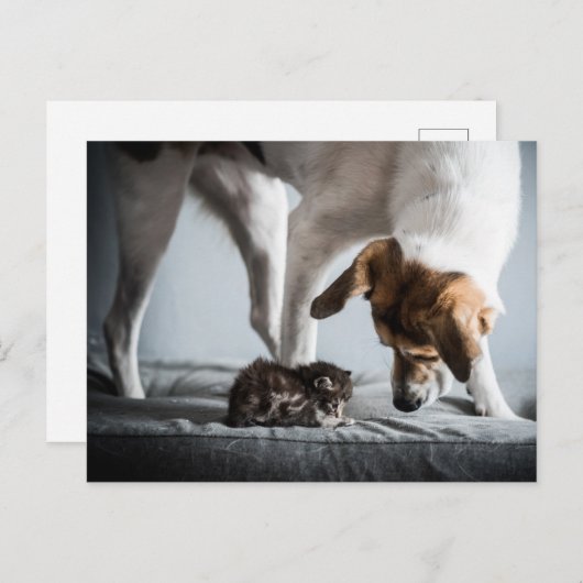 Carte Postale Les bébés animaux les plus mignons | Chatons & Chi (Devant / Derrière)