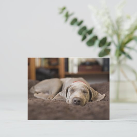 Carte Postale Les bébés animaux les plus mignons | Chien Weimara (Debout devant)