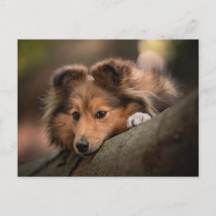 Carte Postale Les bébés animaux les plus mignons chiot Berger