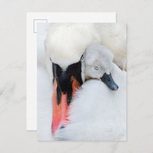 Carte Postale Les bébés animaux les plus mignons | Cygne tubercu (Devant / Derrière)