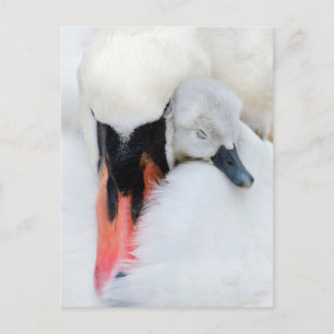 Carte Postale Les bébés animaux les plus mignons   Cygne tubercu