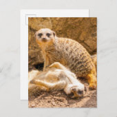 Carte Postale Les bébés animaux les plus mignons | Des suricates (Devant / Derrière)