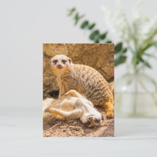 Carte Postale Les bébés animaux les plus mignons | Des suricates (Debout devant)