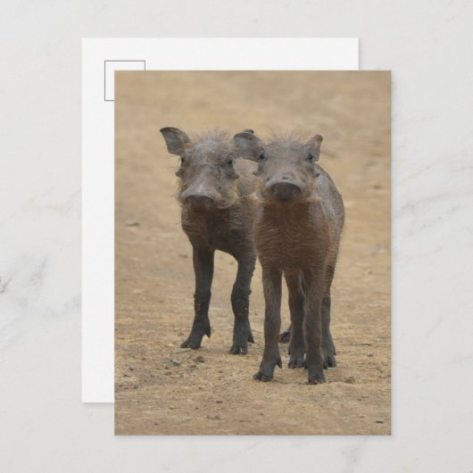 Carte Postale Les bébés animaux les plus mignons | Deux jeunes p (Devant / Derrière)