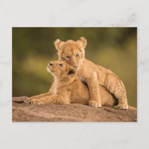 Carte Postale Les bébés animaux les plus mignons   Deux lionceau