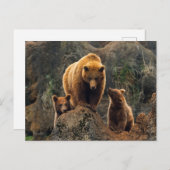 Carte Postale Les bébés animaux les plus mignons | Famille d'our (Devant / Derrière)