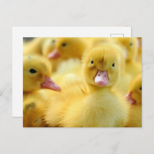 Carte Postale Les bébés animaux les plus mignons | Groupe de can (Devant / Derrière)