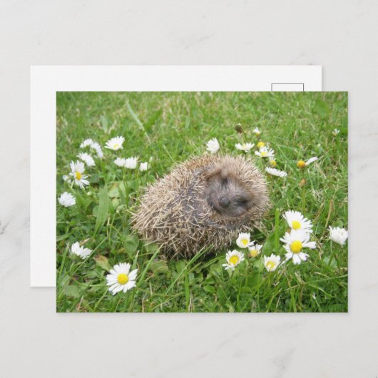 Carte Postale Les bébés animaux les plus mignons | Hérisson espa (Devant / Derrière)