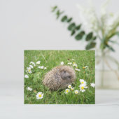 Carte Postale Les bébés animaux les plus mignons | Hérisson espa (Debout devant)