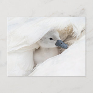 Carte Postale Les bébés animaux les plus mignons   Jeune cygne t