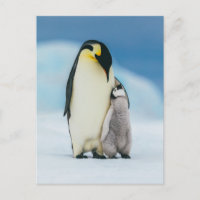 Les bébés animaux les plus mignons | Jeune manchot