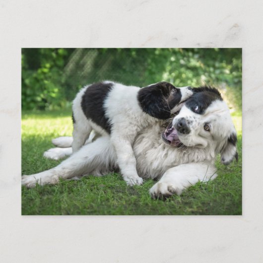 Carte Postale Les bébés animaux les plus mignons | Landseer chio (Devant)