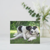 Carte Postale Les bébés animaux les plus mignons | Landseer chio (Debout devant)