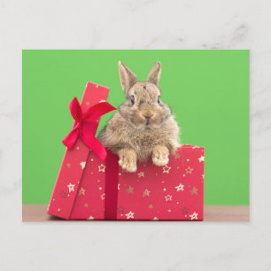 Carte Postale Les bébés animaux les plus mignons   Lapin de Noël