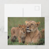 Carte Postale Les bébés animaux les plus mignons | Lionceau & Mè (Devant / Derrière)