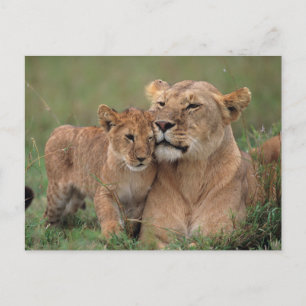 Carte Postale Les bébés animaux les plus mignons   Lionceau & Mè