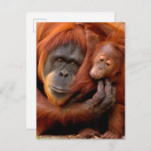 Carte Postale Les bébés animaux les plus mignons | Maman et bébé (Devant / Derrière)