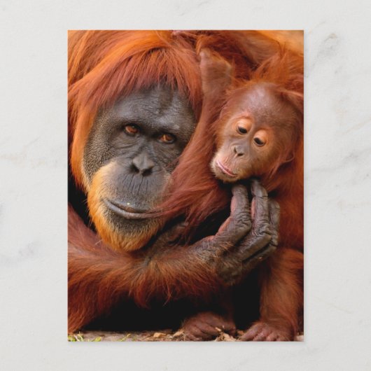 Carte Postale Les bébés animaux les plus mignons | Maman et bébé (Devant)