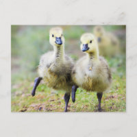 Les bébés animaux les plus mignons | Oisons de ber