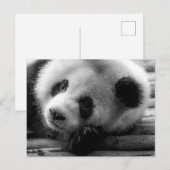 Carte Postale Les bébés animaux les plus mignons | Ourson géant  (Devant / Derrière)