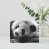 Carte Postale Les bébés animaux les plus mignons | Ourson géant  (Debout devant)