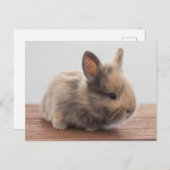 Carte Postale Les bébés animaux les plus mignons | Petit bébé la (Devant / Derrière)