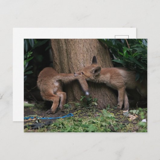 Carte Postale Les bébés animaux les plus mignons | Renardeaux en (Devant / Derrière)