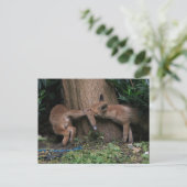 Carte Postale Les bébés animaux les plus mignons | Renardeaux en (Debout devant)