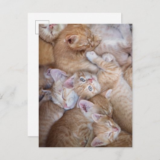 Carte Postale Les bébés animaux les plus mignons | Tas de chaton (Devant / Derrière)