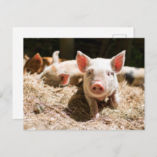 Carte Postale Les bébés animaux les plus mignons | Un adorable p (Devant / Derrière)