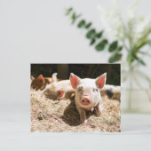 Carte Postale Les bébés animaux les plus mignons | Un adorable p (Debout devant)