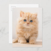 Carte Postale Les bébés animaux les plus mignons | Un chaton Bri (Devant / Derrière)