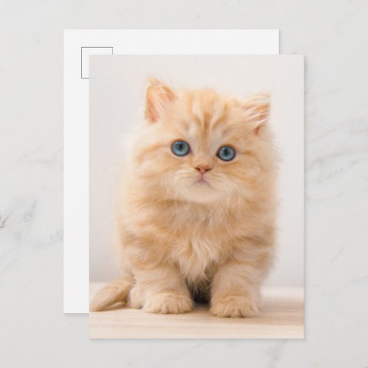 Carte Postale Les bébés animaux les plus mignons | Un chaton Bri (Devant / Derrière)